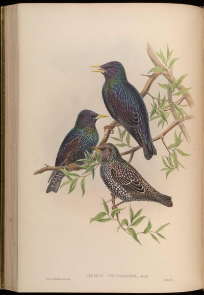 Sturnus purpurascens = Sturnus vulgaris purpurascens von John Gould